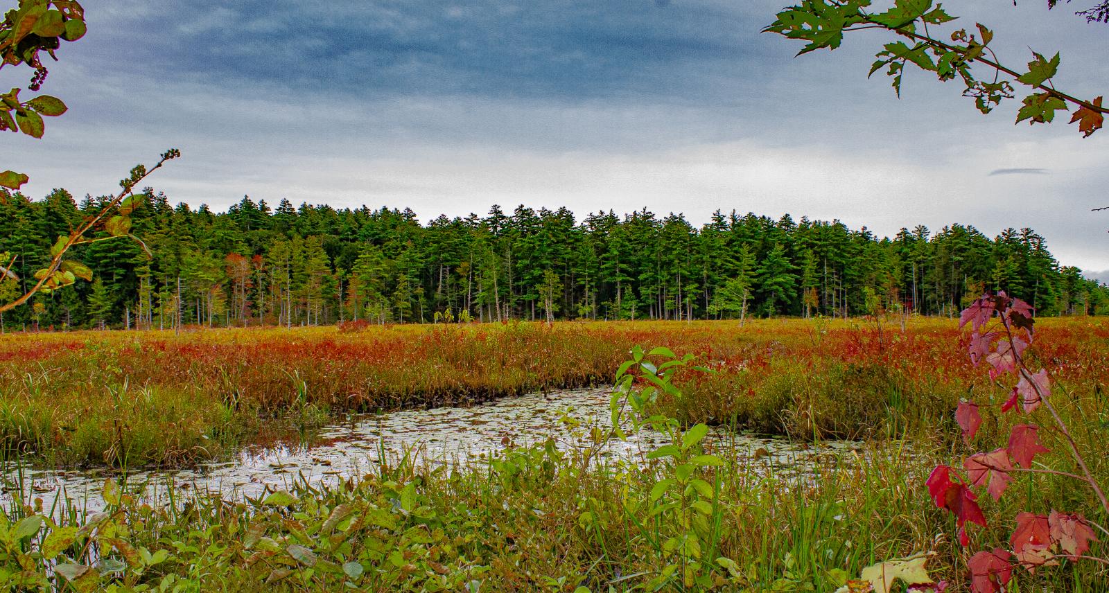 Campground Details - Pawtuckaway State Park, NH - New Hampshire Division of  Parks and Recreation